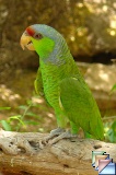 Sonoran Desert Museum